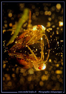 A Water boatman stuck to the surface of the water with it... by Michel Lonfat 